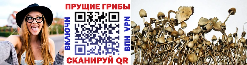 закладка  Донской  Псилоцибиновые грибы мицелий 